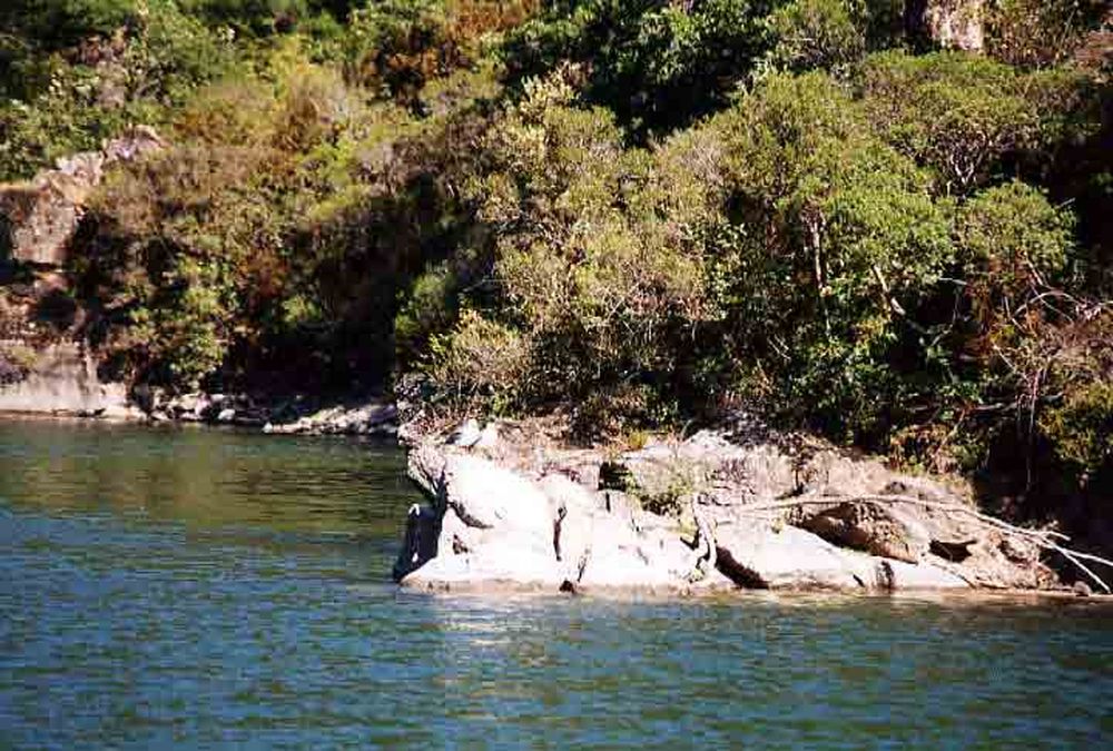 Le Héron des Raspes (19)