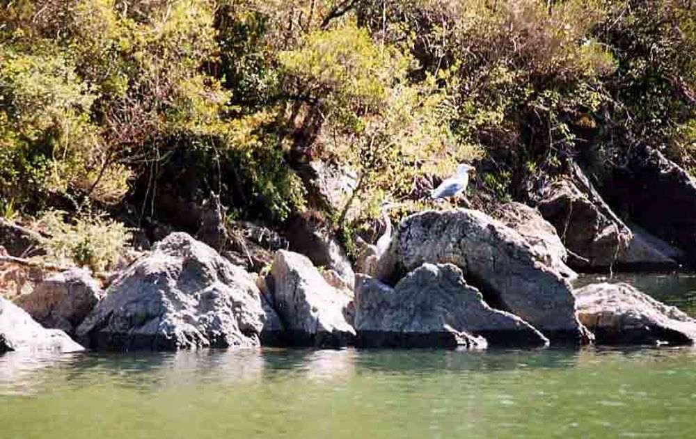 Le Héron des Raspes (33)