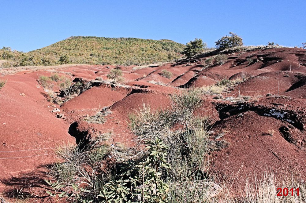 Rougier de Camarès 2011