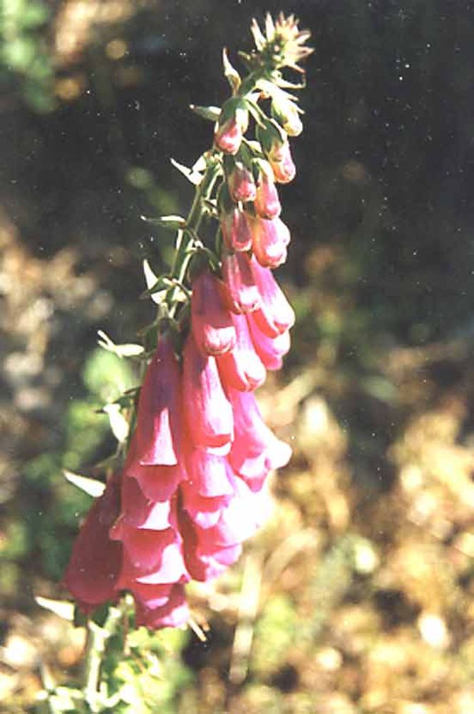 Notre Dame du Désert (48)