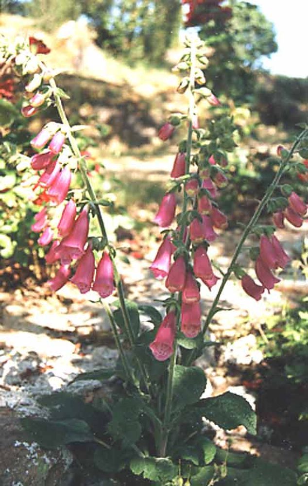 Notre Dame du Désert (49)