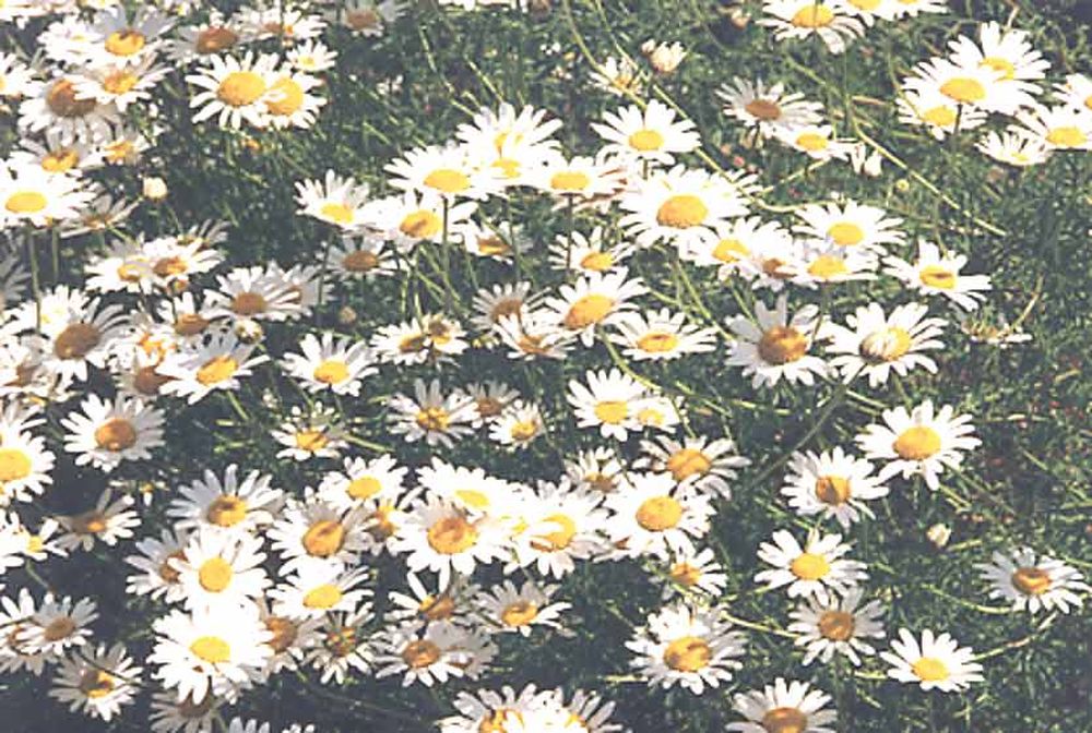 Notre Dame du Désert (50)