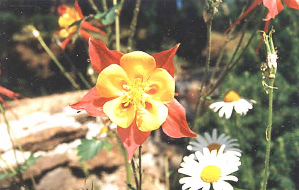 Notre Dame du Désert (51)