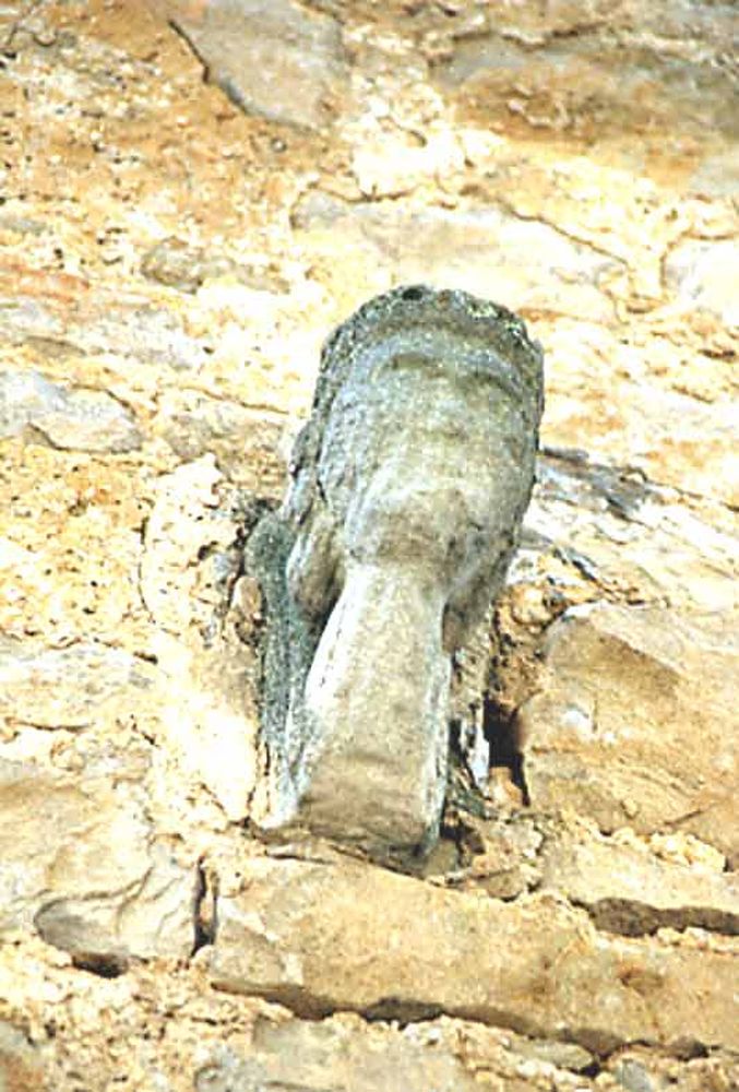 Saint Jean d'Alcas (21)